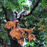 Spooky-Moon joined the competition — help win amazing prizes! kitten, cat, tree, branches, leaves, greenery, nature, outdoor, animal, wildlife, curious, young, feline, perched, forest, wood, trunk, orange_leaves, climbing, alert