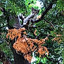 kitten, cat, tree, branches, leaves, greenery, nature, outdoor, animal, wildlife, curious, young, feline, perched, forest, wood, trunk, orange_leaves, climbing, alert