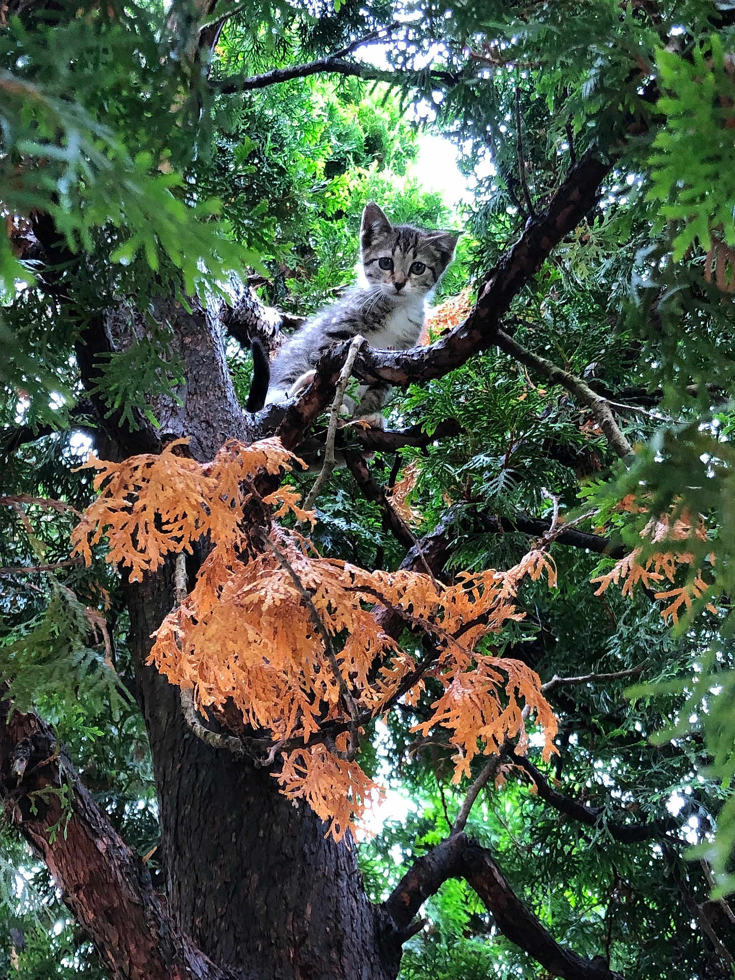 Spooky-Moon joined the competition — help win amazing prizes! kitten, cat, tree, branches, leaves, greenery, nature, outdoor, animal, wildlife, curious, young, feline, perched, forest, wood, trunk, orange_leaves, climbing, alert