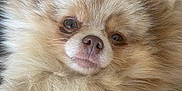 Ruby a rejoint le concours — aidez-le/la à gagner de superbes lots ! dog, pomeranian, fluffy, pet, cute, closeup, face, fur, relaxed, cozy, indoors, animal, canine, portrait, soft, cream_color, small_dog, companion, resting, cute_pet
