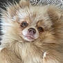 dog, pomeranian, fluffy, pet, cute, closeup, face, fur, relaxed, cozy, indoors, animal, canine, portrait, soft, cream_color, small_dog, companion, resting, cute_pet