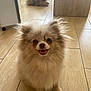 dog, pomeranian, fluffy, smiling, indoor, wooden_floor, pet, animal, ears, cute, two_dogs, background, chair, home, floor_tiles, happy, small_dog, sitting, furry, companion