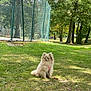 dog, pomeranian, grass, fence, trees, outdoor, pet, canine, park, nature, sunlight, greenery, animal, small_dog, sitting, leisure, daytime, fur, cute, calm