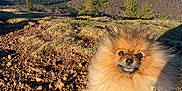 Rio a rejoint le concours — aidez-le/la à gagner de superbes lots ! dog, pomeranian, fluffy, animal, pet, outdoor, mountain, landscape, sky, nature, rocky_ground, sunlight, leash, curious, small_dog, brown_fur, scenery, daylight, walking, grass