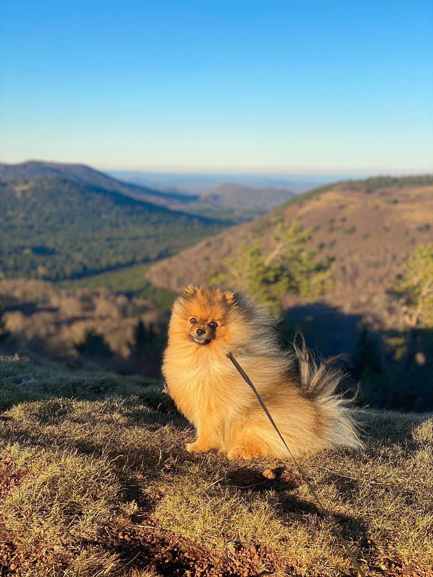 Rio a rejoint le concours — aidez-le/la à gagner de superbes lots ! dog, pomeranian, fluffy, outdoor, mountains, grass, leash, sunlight, nature, pet, canine, animal, sky, hill, scenic, brown, furry, portrait, daytime, cute