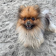 Rio participe au concours pour gagner de l'argent avec cette photo : dog, pomeranian, fluffy, sand, beach, cute, pet, animal, smiling, fur, outdoor, happy, nose, small_dog, canine, playful, nature, closeup, adorable, tongue
