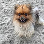 dog, pomeranian, fluffy, sand, beach, cute, pet, animal, smiling, fur, outdoor, happy, nose, small_dog, canine, playful, nature, closeup, adorable, tongue