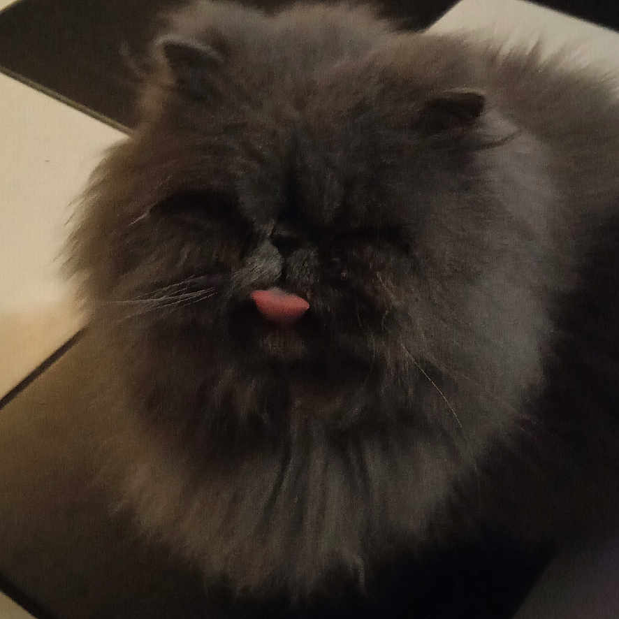 Blu participe au concours pour gagner de l'argent avec cette photo : angora, animal, bodypart, canine, cat, dog, face, head, indoors, interiordesign, kitten, lighting, mouth, person, pet, photography, portrait, puppy, tile, tongue