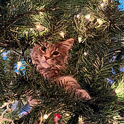 Walter is registered to the contest to win money with this photo: cat, kitten, christmas_tree, pine_needles, fairy_lights, greenery, holiday, festive, cute, pet, animal, feline, curious, indoors, decoration, branch, close_up, playful, soft_light, nature