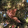 cat, kitten, christmas_tree, pine_needles, fairy_lights, greenery, holiday, festive, cute, pet, animal, feline, curious, indoors, decoration, branch, close_up, playful, soft_light, nature