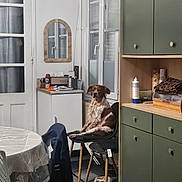 Alko a rejoint le concours — aidez-le/la à gagner de superbes lots ! books, bottle, brown_and_white_dog, cabinet, chair, dining_area, dog, furniture, home, indoors, kitchen, mirror, pet_bowl, portrait, sitting, table, tablecloth, tissues, window, wooden_floor