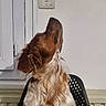 brown_and_white, canine, chair, chest, dog, door, floppy_ears, funny_pose, fur, heating_control, home, indoor, long_e ears, pet, portrait, radiator, side_profile, sitting, spaniel, wall