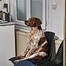 alert, brown_and_white, canine, chair, dog, floppy_ears, furniture, home, indoors, jacket, long_hair, natural_light, office, pet, portrait, profile, radiator, serious, sitting, window