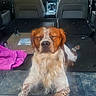 backseat, blanket, brown_and_white, car, closed_eyes, dog, floppy_ears, interior, long_fur, nose, pet, portrait, puppy, relaxed, road_trip, sitting, sleepy, snout, transportation, vehicle