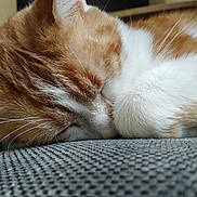 Mizu participe au concours pour gagner de l'argent avec cette photo : cat, sleeping, orange_cat, white_fur, close_up, paw, whiskers, cozy, resting, pet, feline, fur, indoor, texture, fabric, relaxed, animal, cute, domestic_cat, nap