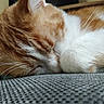 animal, cat, close_up, cozy, cute, domestic_cat, fabric, feline, fur, indoor, nap, orange_cat, paw, pet, relaxed, resting, sleeping, texture, whiskers, white_fur