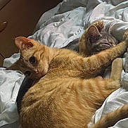 Caramel a rejoint le concours — aidez-le/la à gagner de superbes lots ! cat, orange_tabby, gray_cat, bed, blanket, sleeping, resting, cozy, feline, pet, indoor, fur, whiskers, paw, cute, animal, relaxing, domestic, companion, cuddling