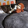 dog, stuffed_toy, monkey, couch, blanket, indoor, resting, cozy, plush, gray, comfort, pet, animal, relaxing, home, cute, snuggle, soft, fabric, decor