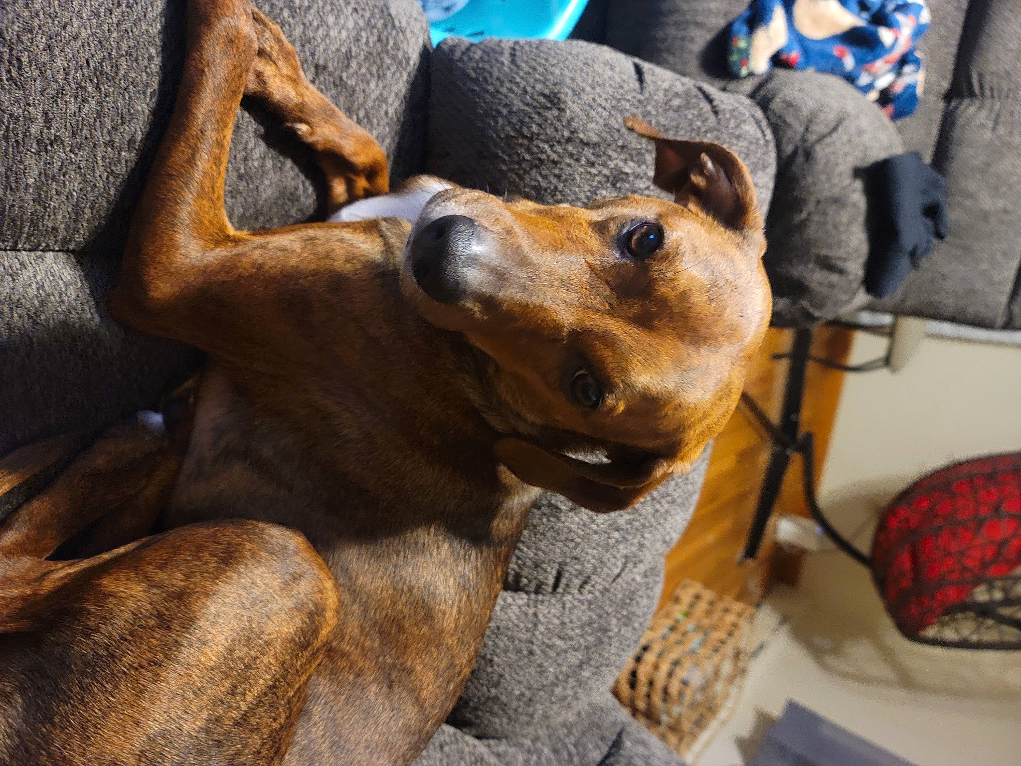 Prettys is registered to the contest to win money with this photo: art, canidae, carnivore, collar, companion_dog, dog, dog_breed, ear, fawn, fur, guard_dog, metal, snout, spider_man, sporting_group, street_dog, toy_dog, whiskers, working_animal, working_dog