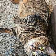 Echoe is registered to the contest to win money with this photo: cat, tabby_cat, upside_down, green_eyes, fur, whiskers, carpet, rug, domestic_cat, pet, relaxed, indoor, animal, feline, cute, laying_down, close_up, striped, soft_texture, curious