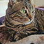 tabby_cat, cat, pet, feline, close_up, green_eyes, whiskers, fur, indoor, blanket, resting, relaxed, animal, mammal, portrait, cozy, soft_texture, brown, striped, domestic_cat