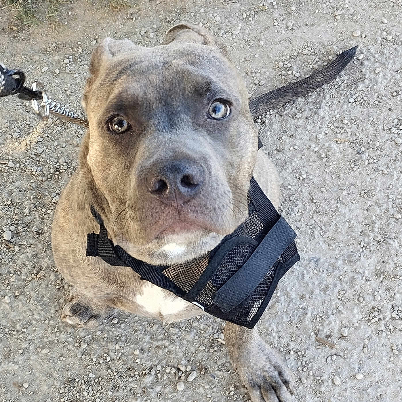 Erus a rejoint le concours — aidez-le/la à gagner de superbes lots ! animal, brindle, canine, closeup, curious, daylight, dog, friendly, gravel, harness, heterochromia, leash, looking_up, nature, outdoor, path, paw, pet, sitting, tail
