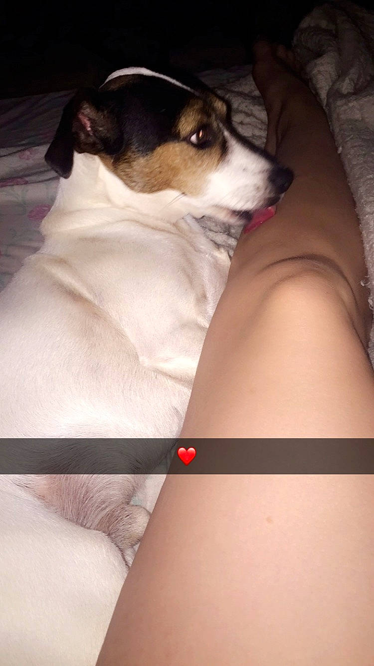 Snoopy a rejoint le concours — aidez-le/la à gagner de superbes lots ! canidae, carnivore, chilean_fox_terrier, companion_dog, dog, dog_breed, feist, jack_russell_terrier, japanese_terrier, mammal, puppy, rat_terrier, ratonero_bodeguero_andaluz, russell_terrier, skin, smooth_fox_terrier, sporting_group, tenterfield_terrier, terrier