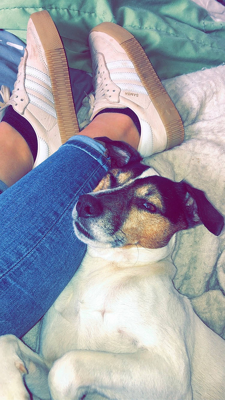 Snoopy participe au concours pour gagner de l'argent avec cette photo : canidae, carnivore, companion_dog, cool, danish_swedish_farmdog, dog, dog_breed, ear, fawn, fox_terrier, nap, nose, puppy, puppy_love, rat_terrier, ratonero_bodeguero_andaluz, russell_terrier, selfie, smooth_fox_terrier, toy_fox_terrier