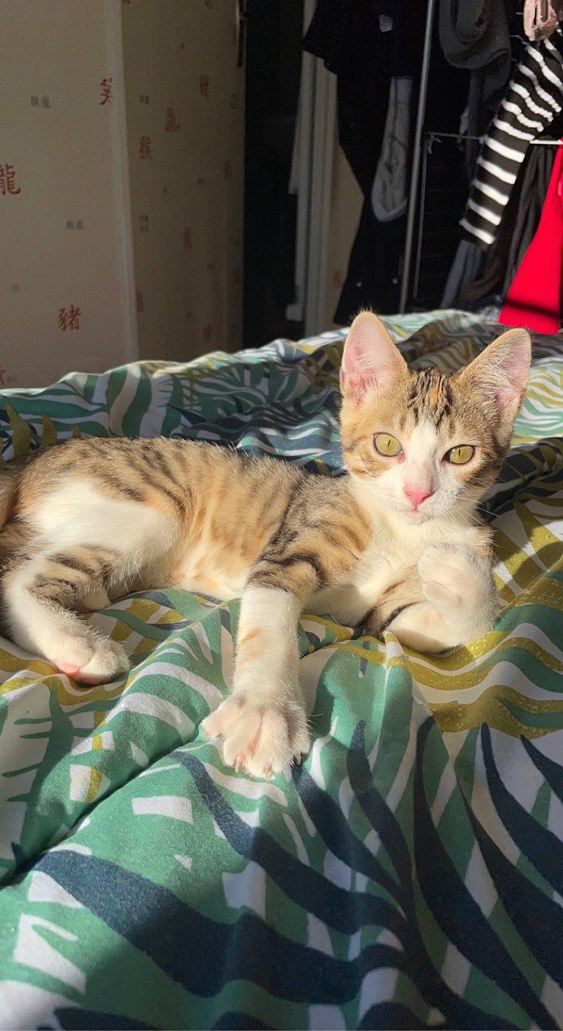 Nala participe au concours pour gagner de l'argent avec cette photo : bed, carnivore, cat, claw, comfort, domestic_short_haired_cat, duvet, fawn, felidae, fur, linens, nap, room, sitting, small_to_medium_sized_cats, textile, whiskers