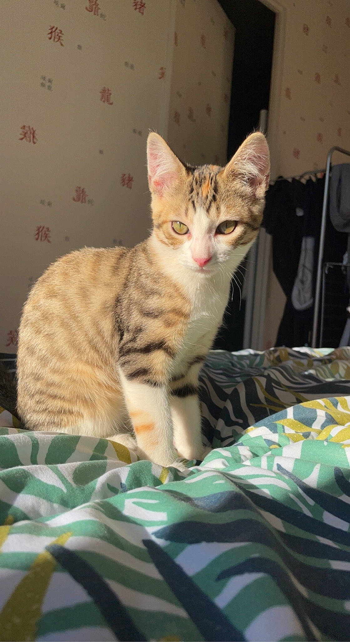 Nala a rejoint le concours — aidez-le/la à gagner de superbes lots ! carnivore, cat, cat_supply, claw, comfort, domestic_short_haired_cat, felidae, fur, linens, paw, sitting, small_to_medium_sized_cats, snout, tail, whiskers