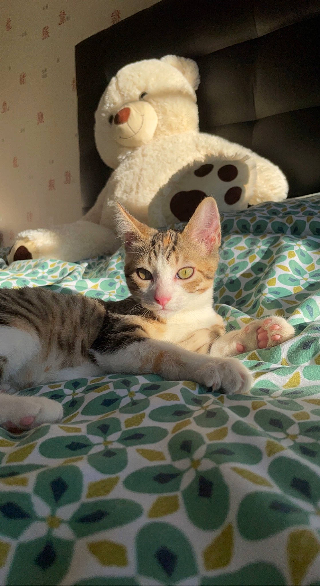 Nala participe au concours pour gagner de l'argent avec cette photo : bed, bed_sheet, bedding, carnivore, cat, comfort, couch, domestic_short_haired_cat, fawn, felidae, fur, linens, mammal, paw, room, small_to_medium_sized_cats, tail, textile, vertebrate, whiskers