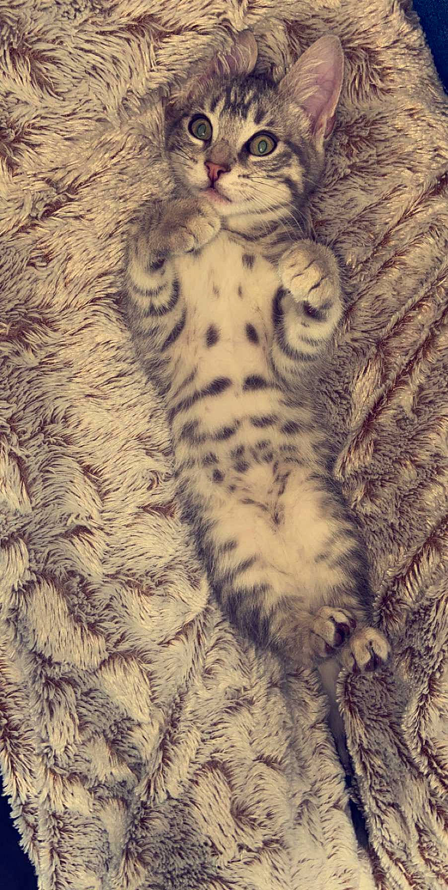 Olaf participe au concours pour gagner de l'argent avec cette photo : asian, bengal, california_spangled, carnivore, cat, dragon_li, egyptian_mau, european_shorthair, felidae, fur, kitten, mammal, ocicat, pixie_bob, rusty_spotted_cat, small_to_medium_sized_cats, tabby_cat, vertebrate, whiskers, wild_cat