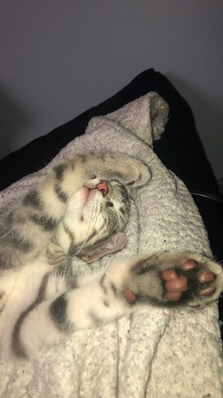 Olaf a rejoint le concours — aidez-le/la à gagner de superbes lots ! american_shorthair, carnivore, cat, domestic_short_haired_cat, egyptian_mau, european_shorthair, felidae, fur, kitten, nap, pixie_bob, sleep, small_to_medium_sized_cats, tabby_cat, whiskers