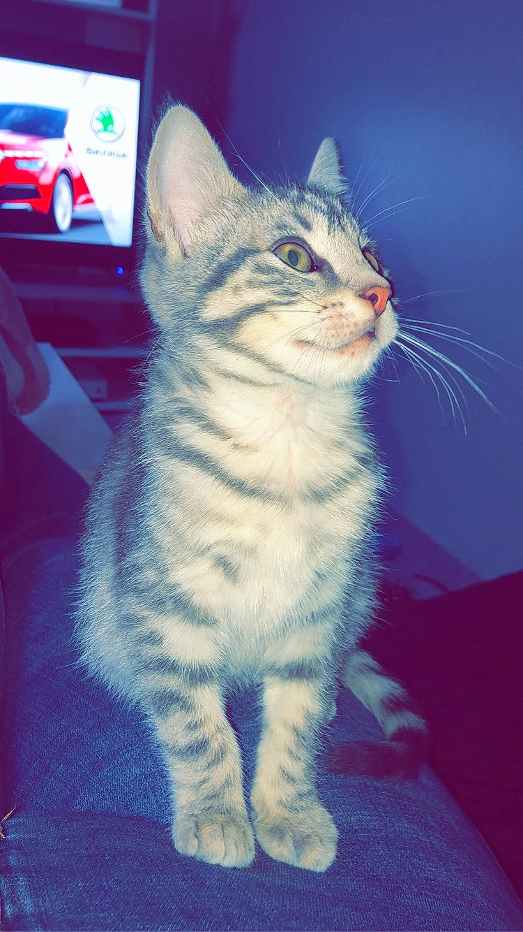 Olaf a rejoint le concours — aidez-le/la à gagner de superbes lots ! aegean_cat, american_curl, american_wirehair, asian, australian_mist, california_spangled, carnivore, cat, domestic_short_haired_cat, egyptian_mau, european_shorthair, felidae, kitten, mammal, photo_caption, polydactyl_cat, small_to_medium_sized_cats, tabby_cat, vertebrate, whiskers