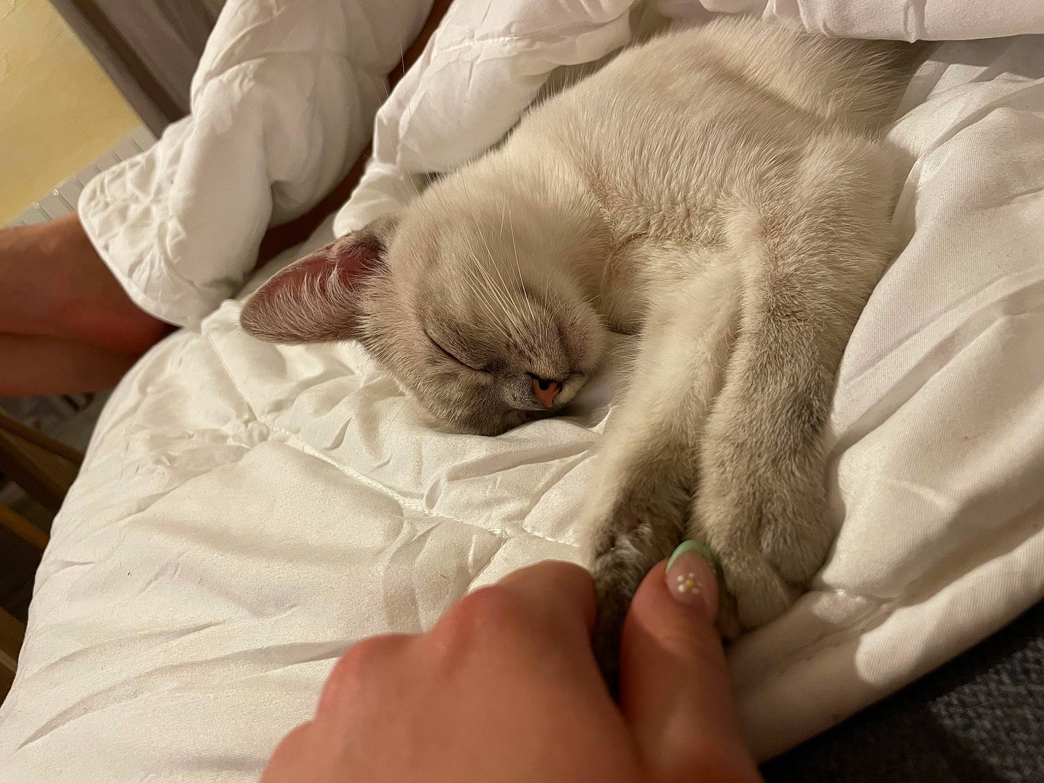 Ohana participe au concours pour gagner de l'argent avec cette photo : carnivore, cat, claw, comfort, domestic_short_haired_cat, fawn, felidae, finger, fur, gesture, hand, human_leg, linens, nail, nap, paw, small_to_medium_sized_cats, tail, whiskers, wrinkle
