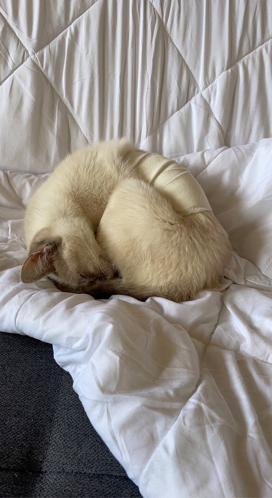 Ohana a rejoint le concours — aidez-le/la à gagner de superbes lots ! beige, canidae, carnivore, cat, comfort, companion_dog, dog_breed, fawn, felidae, fur, linens, nap, paw, siamese, small_to_medium_sized_cats, snout, sporting_group, tail, terrestrial_animal, whiskers