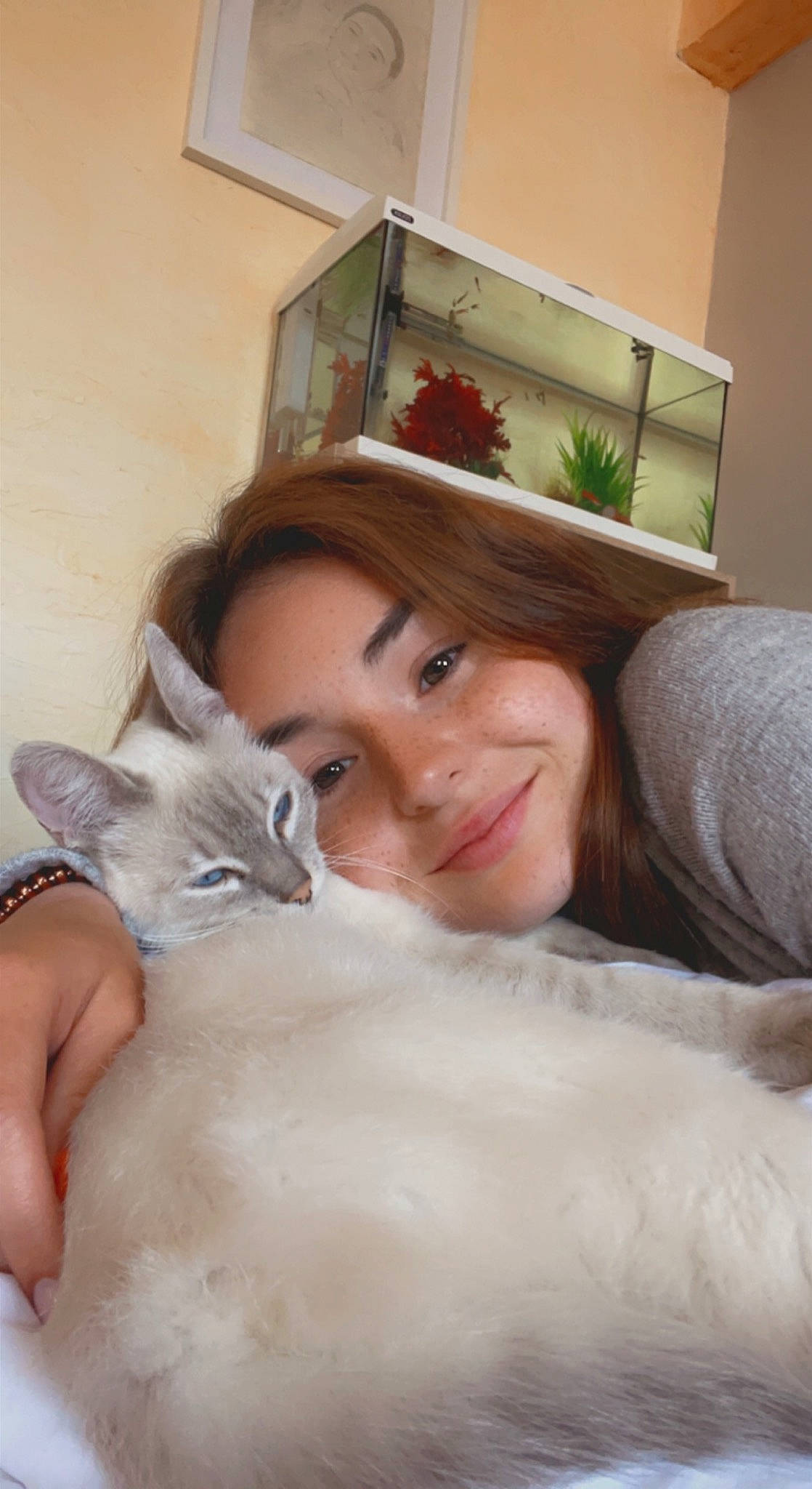 Ohana a rejoint le concours — aidez-le/la à gagner de superbes lots ! bed, carnivore, cat, comfort, ear, eyelash, fawn, felidae, fur, hand, happy, house, iris, long_hair, picture_frame, plant, skin, small_to_medium_sized_cats, smile, whiskers