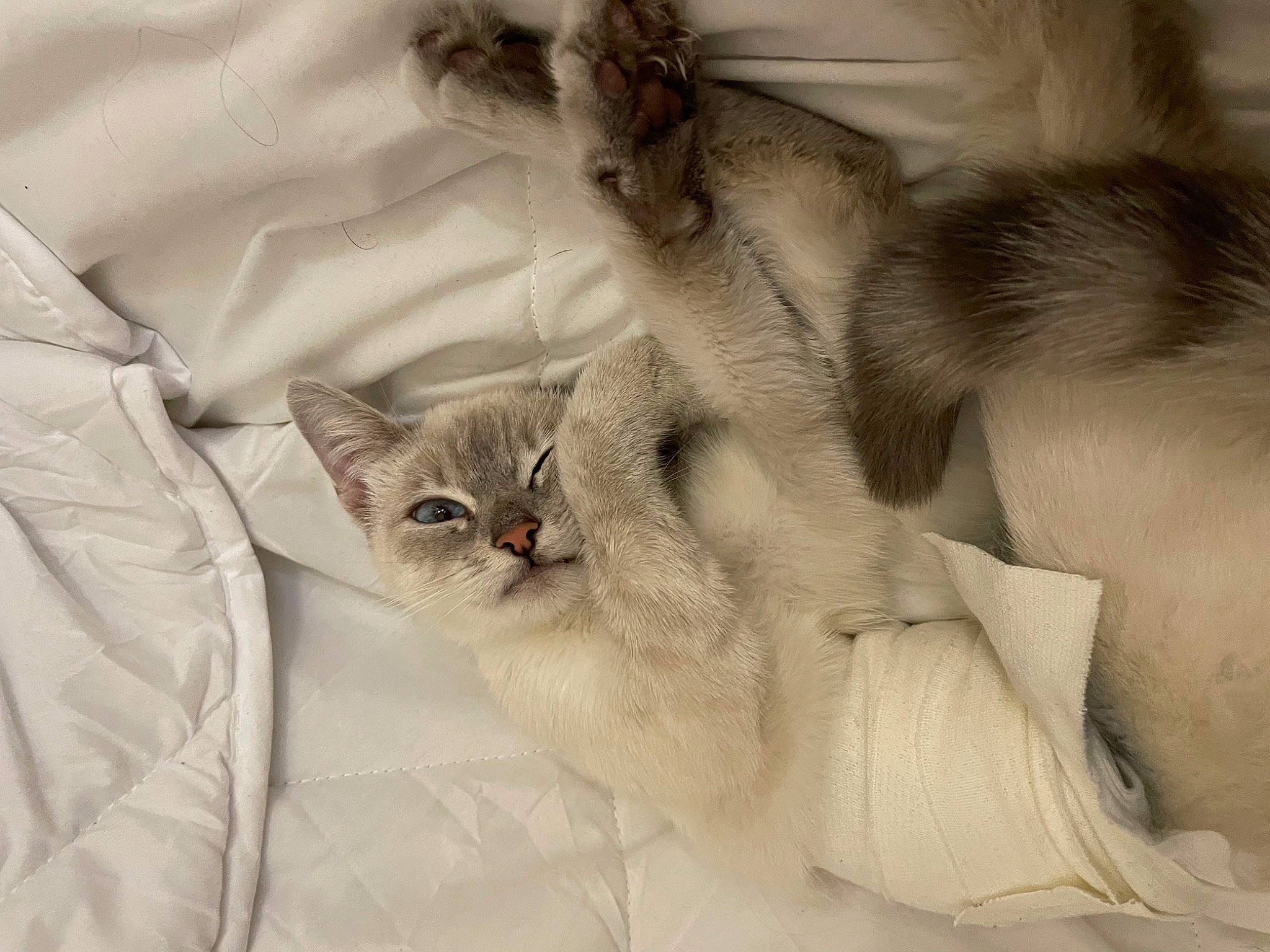 Ohana a rejoint le concours — aidez-le/la à gagner de superbes lots ! birman, carnivore, cat, claw, comfort, domestic_short_haired_cat, fawn, felidae, fur, grey, linens, paw, ragdoll, small_to_medium_sized_cats, tail, thai, whiskers