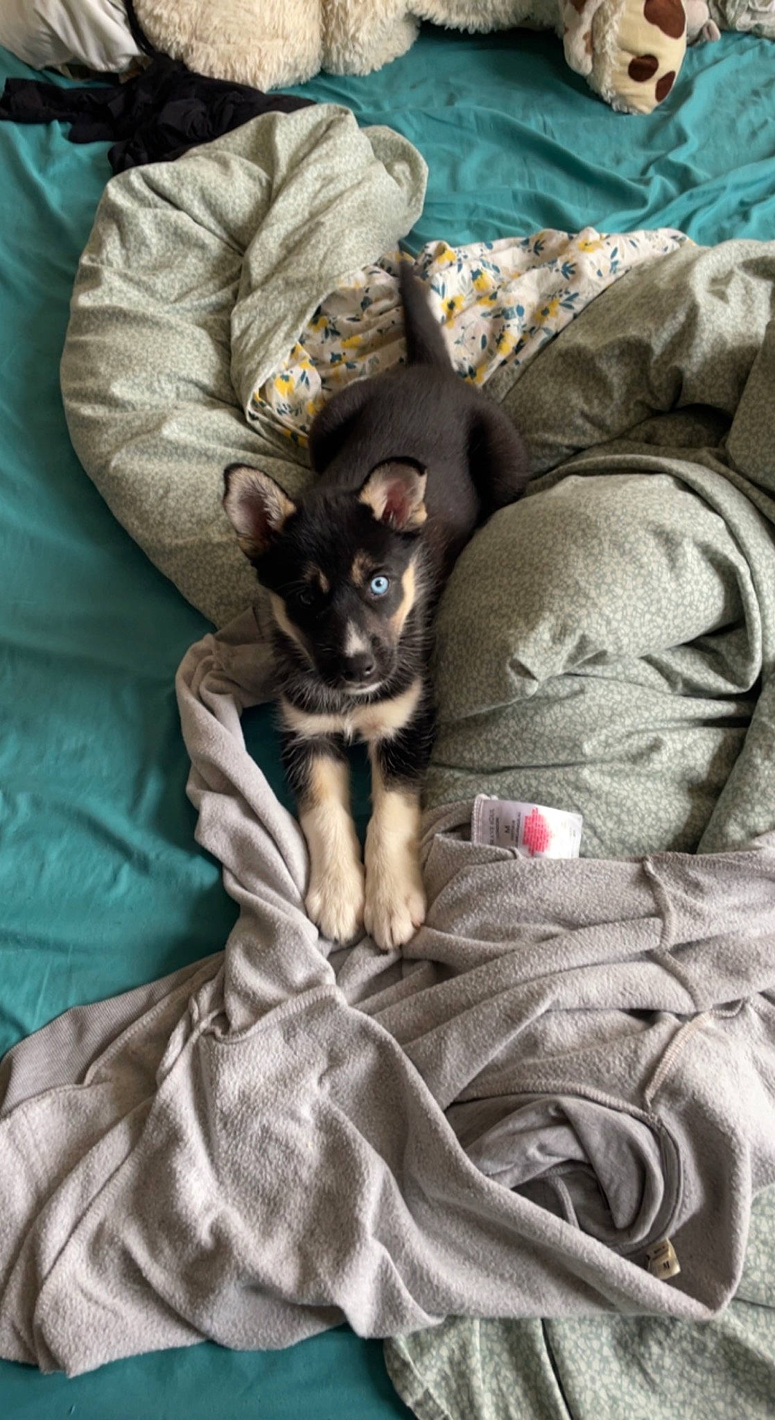 Ruby a rejoint le concours — aidez-le/la à gagner de superbes lots ! black_cat, blanket, canidae, carnivore, cat, comfort, companion_dog, dog_breed, domestic_short_haired_cat, fawn, felidae, fur, grey, linens, nap, paw, sitting, small_to_medium_sized_cats, toy_dog, whiskers