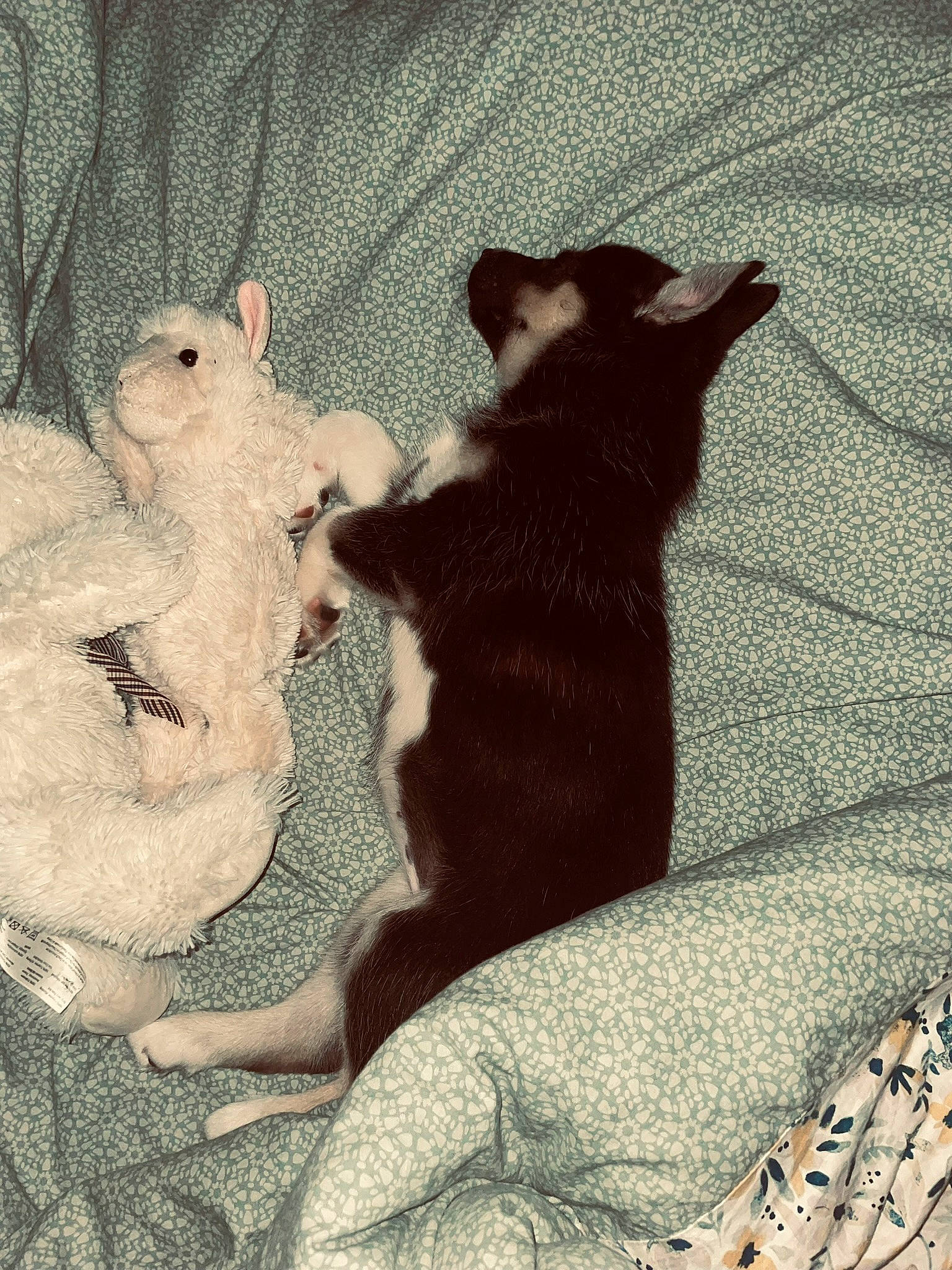 Ruby a rejoint le concours — aidez-le/la à gagner de superbes lots ! art, carnivore, comfort, companion_dog, dog, dog_breed, fawn, felidae, fur, linens, mammal, paw, small_to_medium_sized_cats, snout, tail, textile, tints_and_shades, toy, vertebrate, whiskers