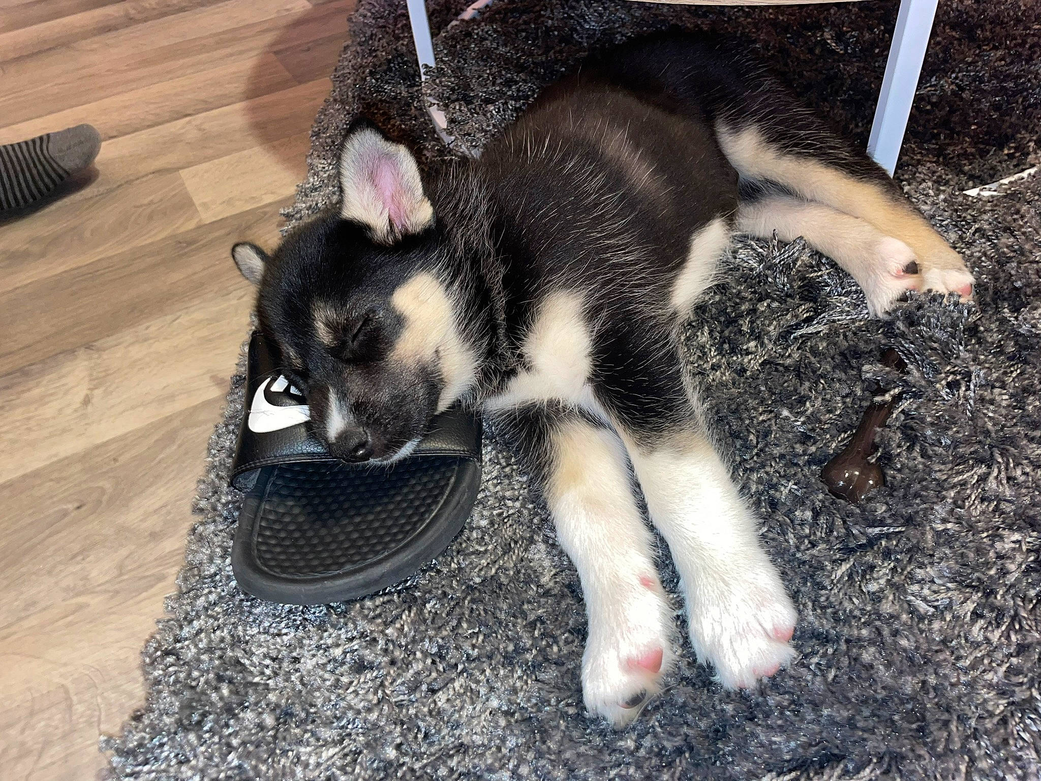 Ruby participe au concours pour gagner de l'argent avec cette photo : canidae, carnivore, claw, companion_dog, dog, dog_breed, flooring, foot, fur, hardwood, human_leg, paw, snout, soil, sporting_group, tail, terrestrial_animal, wood, wood_flooring, working_dog
