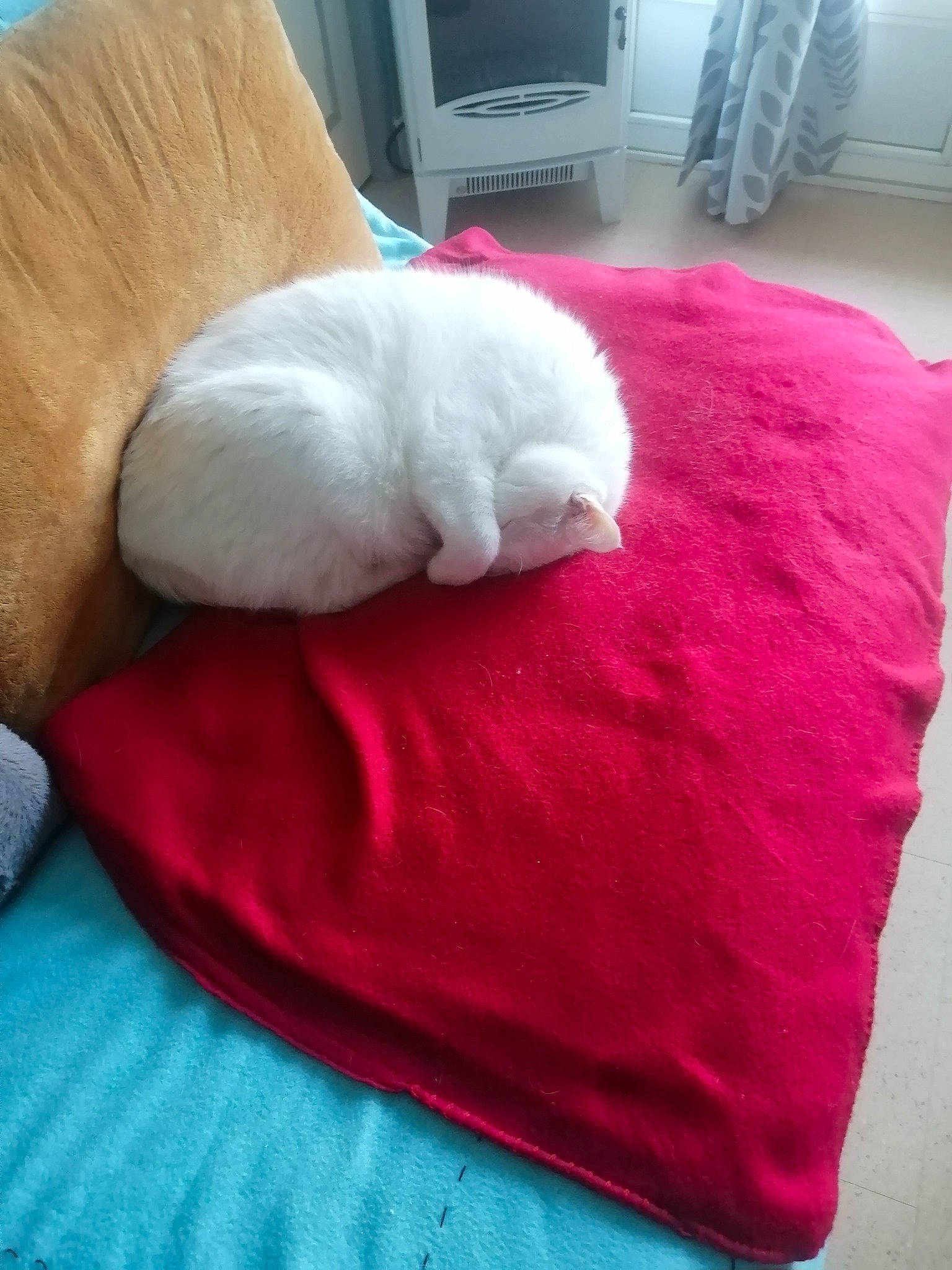 Blanco participe au concours pour gagner de l'argent avec cette photo : carnivore, cat, cat_bed, cat_supply, comfort, companion_dog, couch, dog_breed, fawn, felidae, flooring, furniture, magenta, pink, small_to_medium_sized_cats, tail, textile, whiskers, white, wood