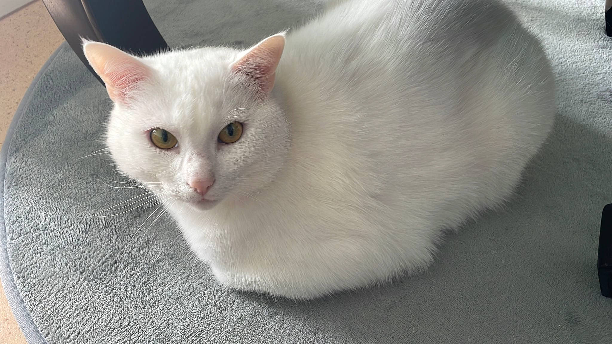 Blanco participe au concours pour gagner de l'argent avec cette photo : carnivore, cat, domestic_short_haired_cat, eye, face, felidae, fur, head, iris, small_to_medium_sized_cats, snout, tail, whiskers