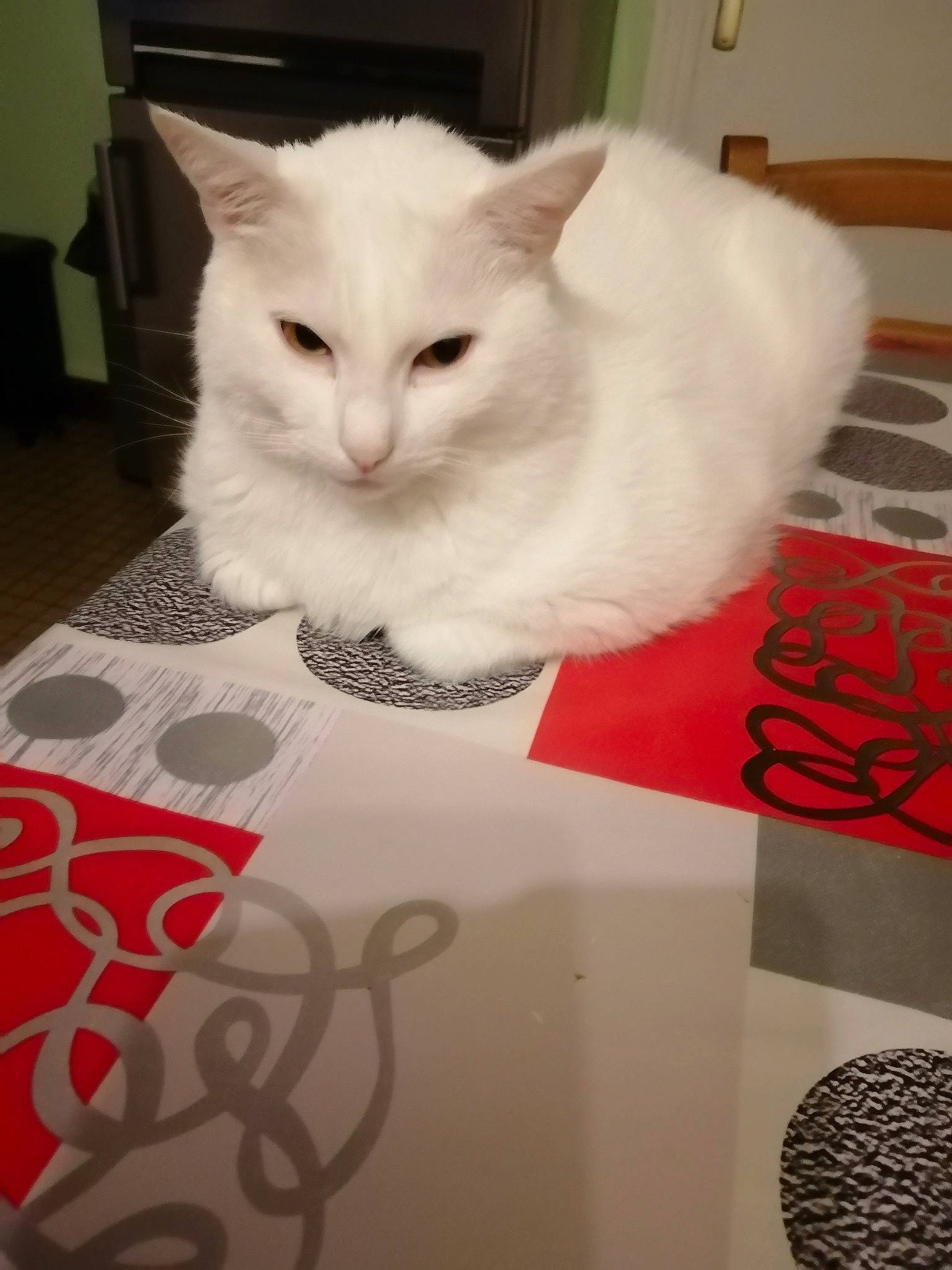 Blanco a rejoint le concours — aidez-le/la à gagner de superbes lots ! carnivore, cat, computer_keyboard, domestic_short_haired_cat, fawn, felidae, flooring, font, formal_wear, fur, hardwood, linens, paper_product, pattern, paw, photo_caption, small_to_medium_sized_cats, tail, whiskers, white