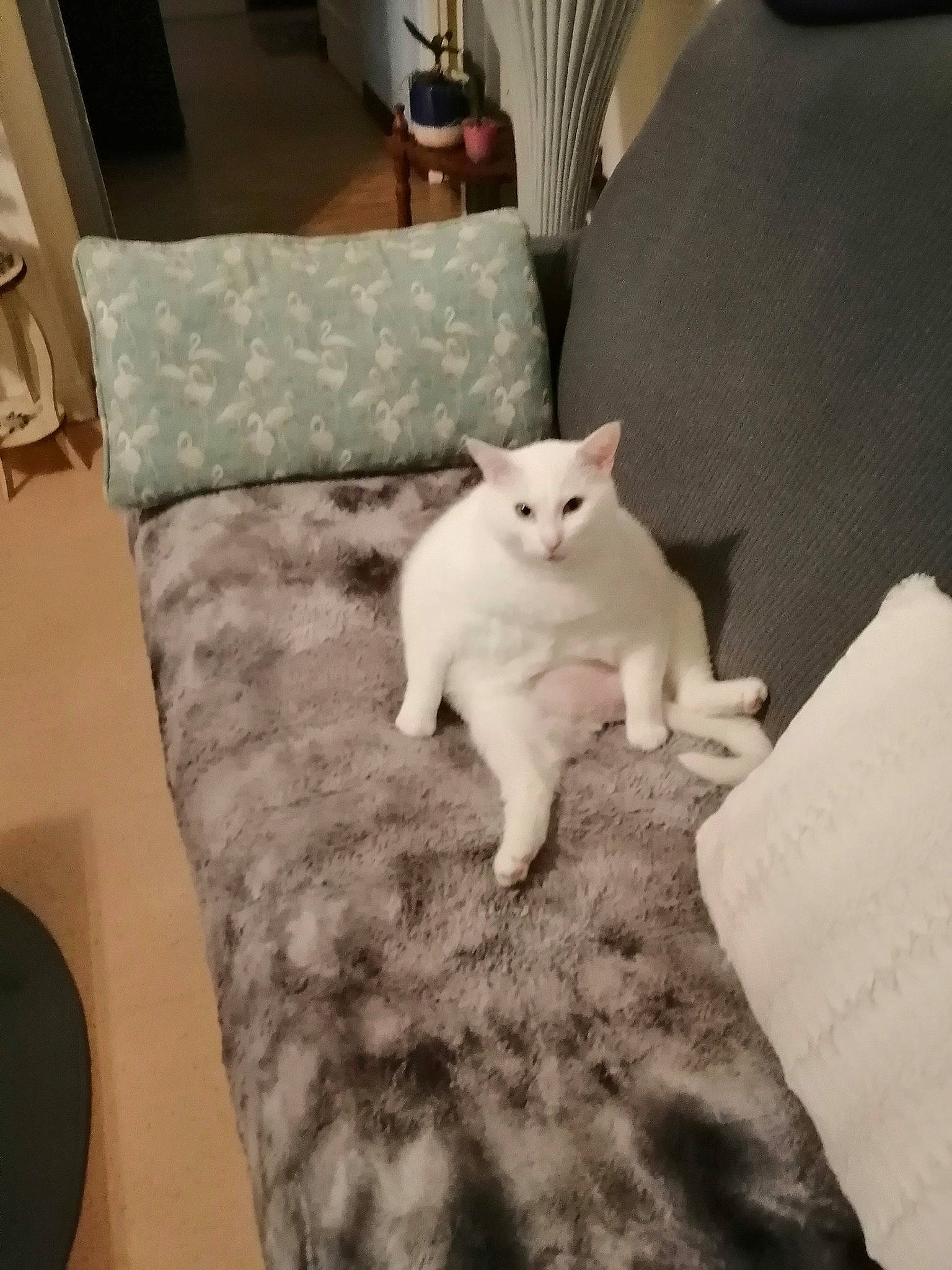 Blanco a rejoint le concours — aidez-le/la à gagner de superbes lots ! carnivore, cat, comfort, companion_dog, couch, dog_breed, fawn, felidae, floor, flooring, grey, hardwood, linens, pillow, room, small_to_medium_sized_cats, snout, tail, whiskers, wood