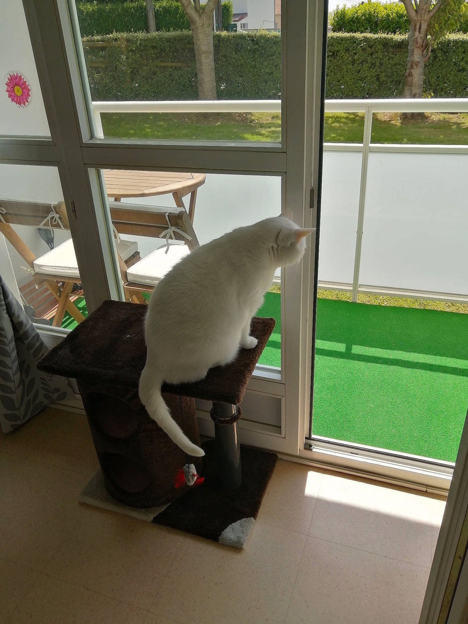 Blanco participe au concours pour gagner de l'argent avec cette photo : daylighting, door, floor, flooring, glass, grass, parrot, plant, plush, room, shade, stuffed_toy, tail, toy, window, wood