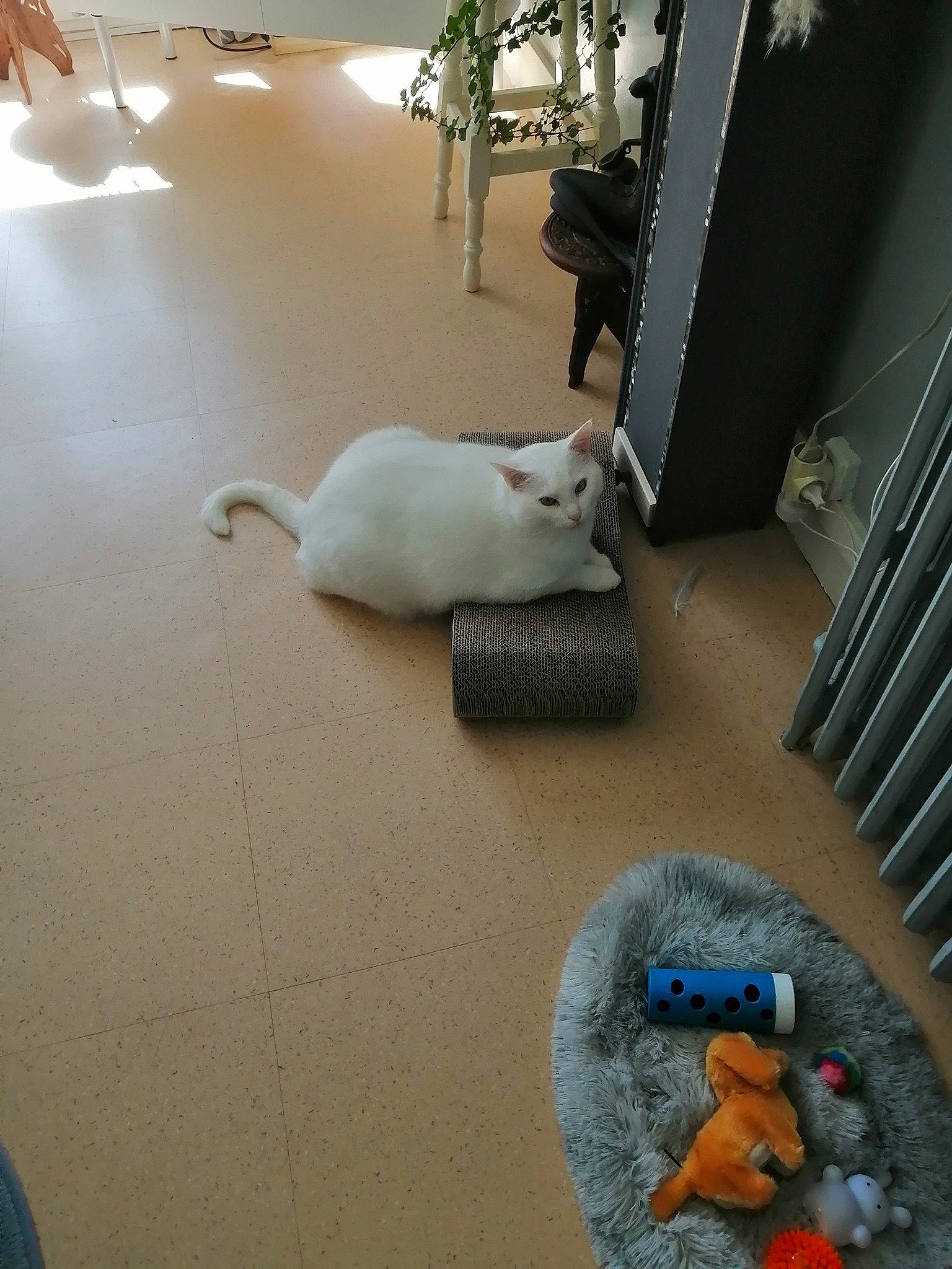 Blanco a rejoint le concours — aidez-le/la à gagner de superbes lots ! carnivore, cat, comfort, domestic_short_haired_cat, felidae, floor, flooring, fur, hardwood, interior_design, laminate_flooring, mammal, room, small_to_medium_sized_cats, stuffed_toy, tail, toy, vertebrate, whiskers, wood