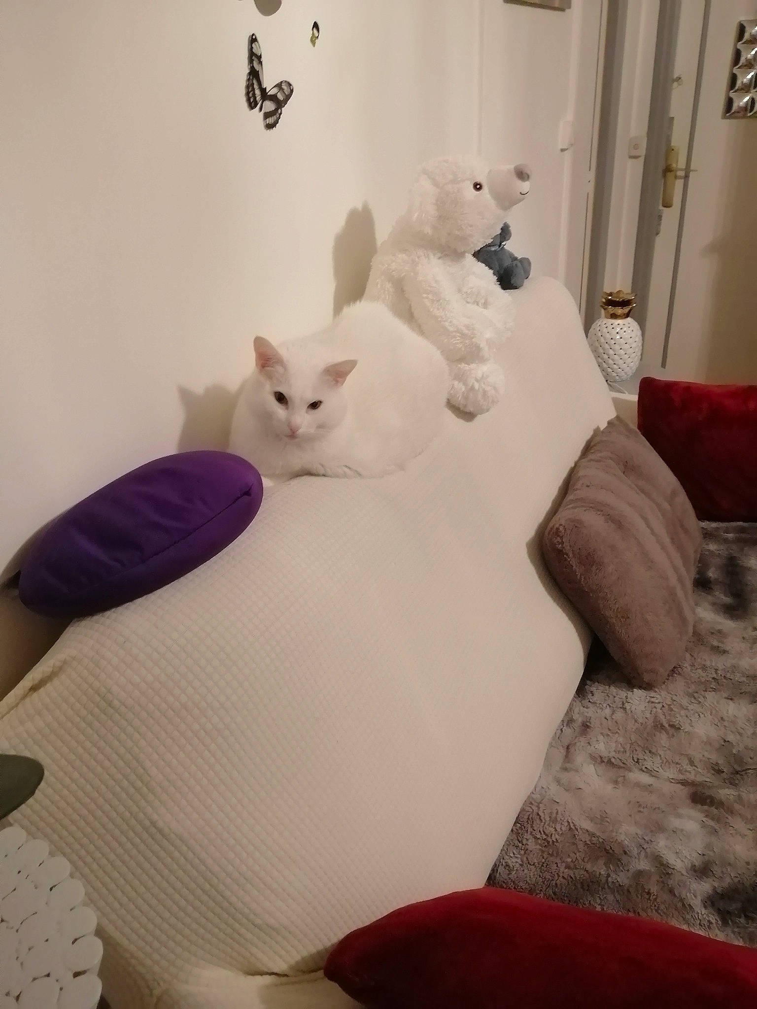 Blanco a rejoint le concours — aidez-le/la à gagner de superbes lots ! bed, bed_sheet, bedding, bedroom, carnivore, cat, comfort, felidae, flooring, furniture, grey, interior_design, linens, pillow, room, small_to_medium_sized_cats, tail, whiskers, white, wood