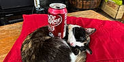 Patches is registered to the contest to win money with this photo: balance, calico, can, cat, cozy, curled_up, cute, domestic_animal, dr_pepper_can, drink, feline, fur, household, indoor, pet, red_cushion, relaxed, resting, sleeping, wooden_table
