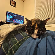 Patches is registered to the contest to win money with this photo: blanket, blind, calico_cat, cat, cozy, furniture, home, indoor, lap, person, pet, picture_frame, plaid, resting, room, screen, sleeping, television, wall, window